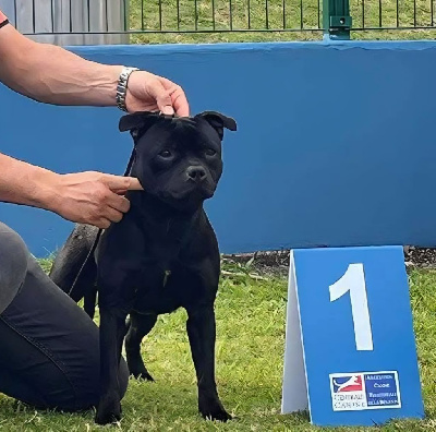 Étalon Staffordshire Bull Terrier - Nightwish d'ishtar legacy berserker