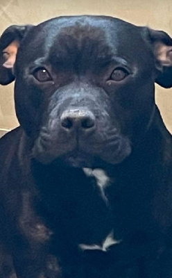 Étalon Staffordshire Bull Terrier - Terra orlana Des Plaines D'Alderaan