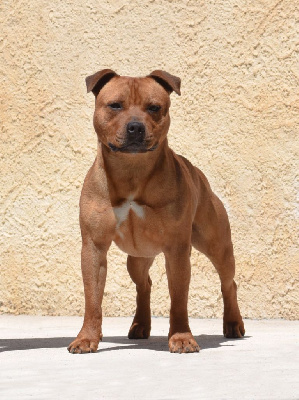 Étalon Staffordshire Bull Terrier - Demon Black Uprising for heaven on earth