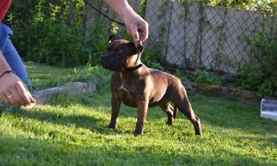 Étalon Staffordshire Bull Terrier - Sexy lady Of Secret's Sources