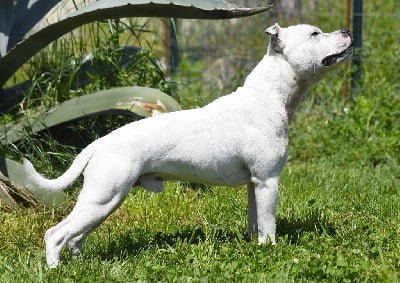 Volt perfect world of fire shadow legend