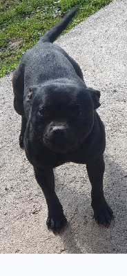 Étalon Staffordshire Bull Terrier - shelby