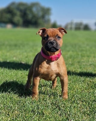 Étalon Staffordshire Bull Terrier - Alma sevillana De La Furia Roja