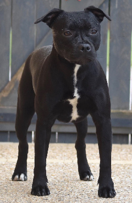 Étalon Staffordshire Bull Terrier - lackyle Realta bruite