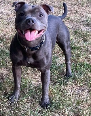 Scarface des Blues Blacks Bolts