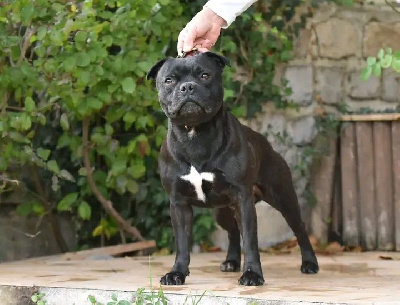 Unlimited zarka De La Ronce Des Hautures