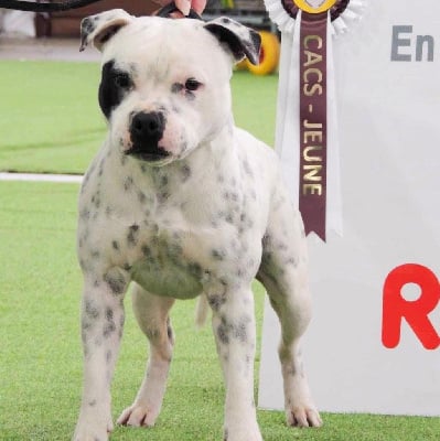 Étalon Staffordshire Bull Terrier - earthquake staffs Bitcoin