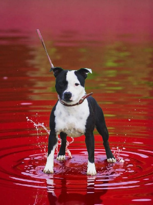 Étalon Staffordshire Bull Terrier - Sous confession nocturne Furious Stafford Arena