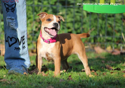 Étalon Staffordshire Bull Terrier - Avec elégance Du Coeur Des Terres