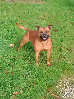 Étalon Staffordshire Bull Terrier - Shana Du Prince D'Eckmuhl