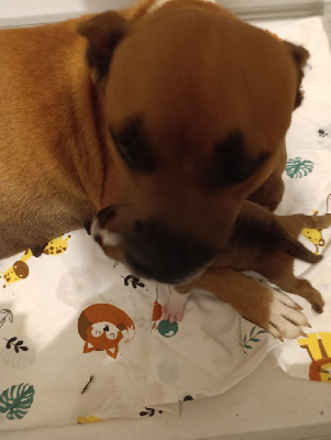 Étalon Staffordshire Bull Terrier - Saika Du Boules D'azur