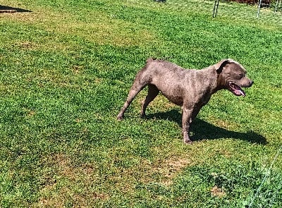 Umi De La Taverne D'elit Blue