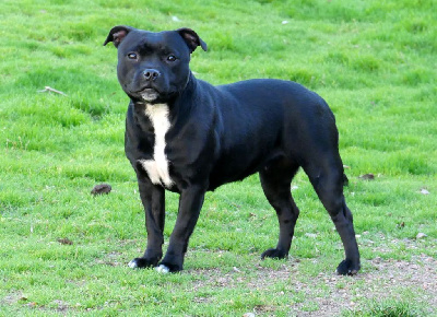 Étalon Staffordshire Bull Terrier - Vortex De la crique du Flojule