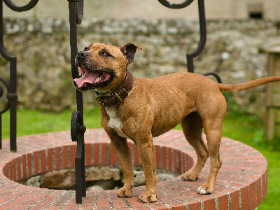 Étalon Staffordshire Bull Terrier - Brindle Farm Romy