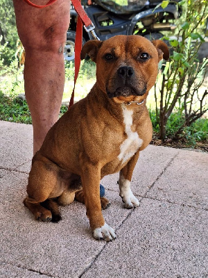 Étalon Staffordshire Bull Terrier - Simba de la ailzallerie