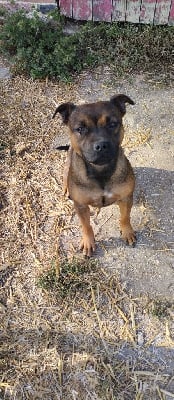 Étalon Staffordshire Bull Terrier - Vidéo killed the radio star Kehnox Wood