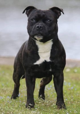 Étalon Staffordshire Bull Terrier - Naiko new esperanza of Spirit Wolf Addict