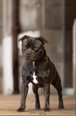 Étalon Staffordshire Bull Terrier - Venom Of Staffie Of Your Dreams