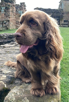 Étalon Sussex Spaniel - Goldy sanshain iz valley wins