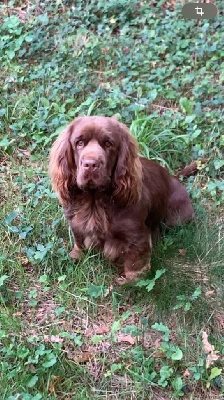 Étalon Sussex Spaniel - Uprising de la baronnie de curvalle