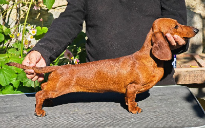 Étalon Teckel - Edvokia klara difino