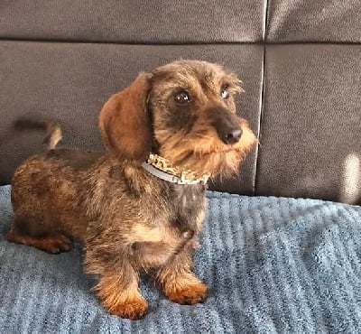 Étalon Teckel poil dur - Voice irresistible de ker ki douar