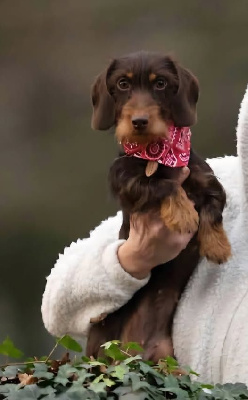 Étalon Teckel poil dur - Dax Leonesse Unique chocolate cookie
