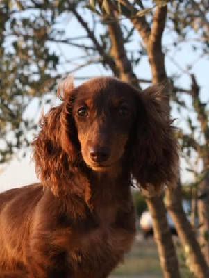 Étalon Teckel poil long - Altesse de la Victoire d'Urtie