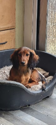 Étalon Teckel poil long - Voilà qui je suis de l'empire du Phoenix