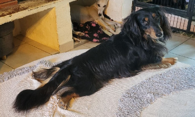 Étalon Teckel poil long - Un christian grey des amours du Charmaix