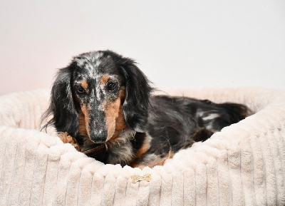 Étalon Teckel poil long - CH. allegro hitlis Samba de janeiro