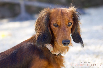Étalon Teckel poil long - Vermicelle du Chemin de L'Espoir