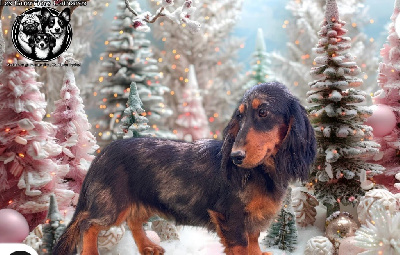 Étalon Teckel poil long - valleydachs Cupcake