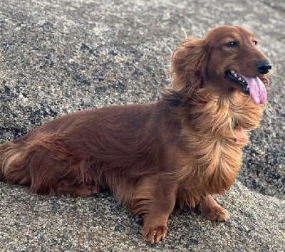 Étalon Teckel poil long - Una bella canzone Du cap des embruns