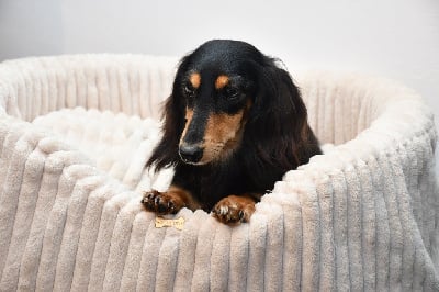 Étalon Teckel poil long - Littl Fut Usoa