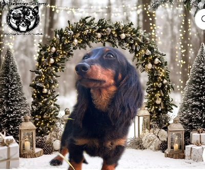 Étalon Teckel poil long - Aktarus Du Royaume De Moska