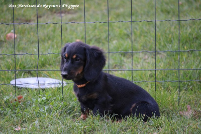 Étalon Teckel poil long - Another day in paradise Des Narcisses Du Royaume D'egypte