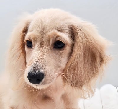 Étalon Teckel poil long - Littl Fut Anya