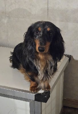 Étalon Teckel poil long - Vraiment charmant du domaine de luard