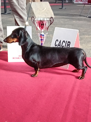 Étalon Teckel poil ras - CH. stells-taylor Shahzoda dite princesse