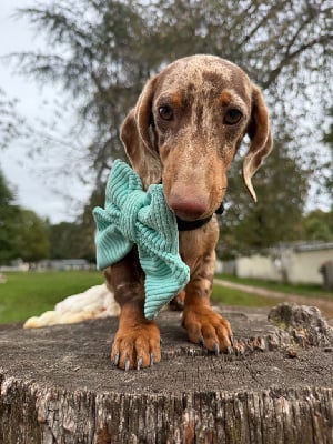 Étalon Teckel poil ras - After eight De La Foret Du Landy