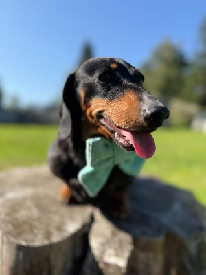 Étalon Teckel poil ras - Saqqara's Rocco