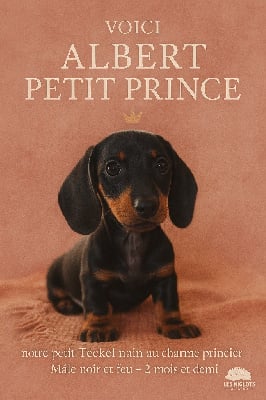 Étalon Teckel poil ras - Gabéric's Albert petit prince