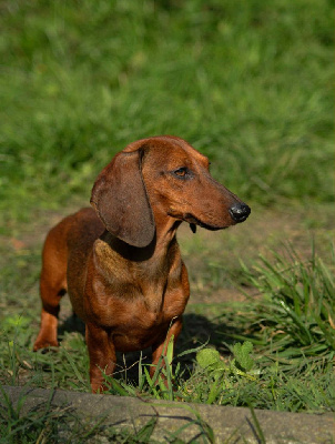 Étalon Teckel poil ras - Aslan du domaine de luard