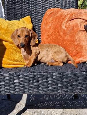 Étalon Teckel poil ras - Vasco du Mas de Kevantsteph