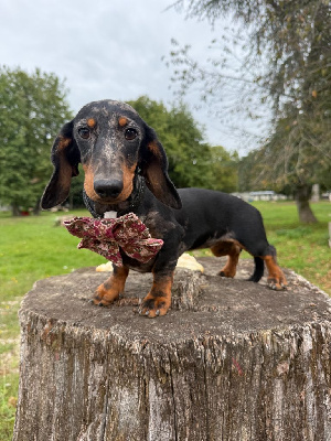 Étalon Teckel poil ras - Arley queen du Domaine de la Flammelière