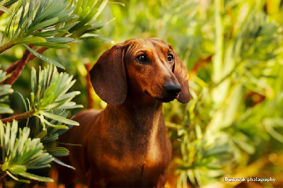 Étalon Teckel poil ras - minidogland Vasily