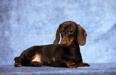 Étalon Teckel poil ras - piki kvik Cinnabon chocolate