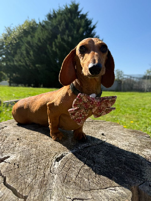 Étalon Teckel poil ras - Romance Du domaine de saint clair