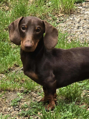 Étalon Teckel poil ras - adamantinensis Self control